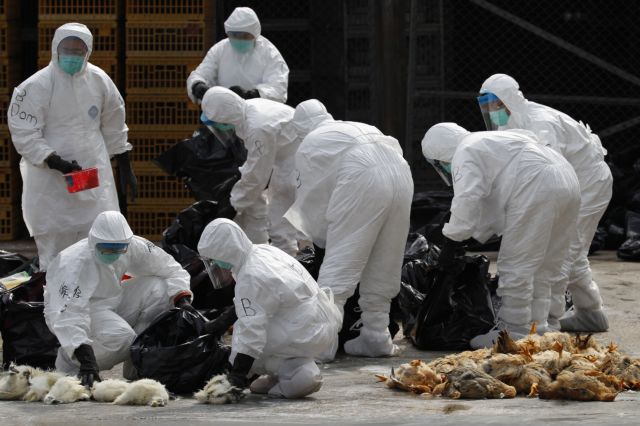 Η Κίνα κλείνει αγορές πουλερικών λόγω της νέας γρίπης Η7Ν9